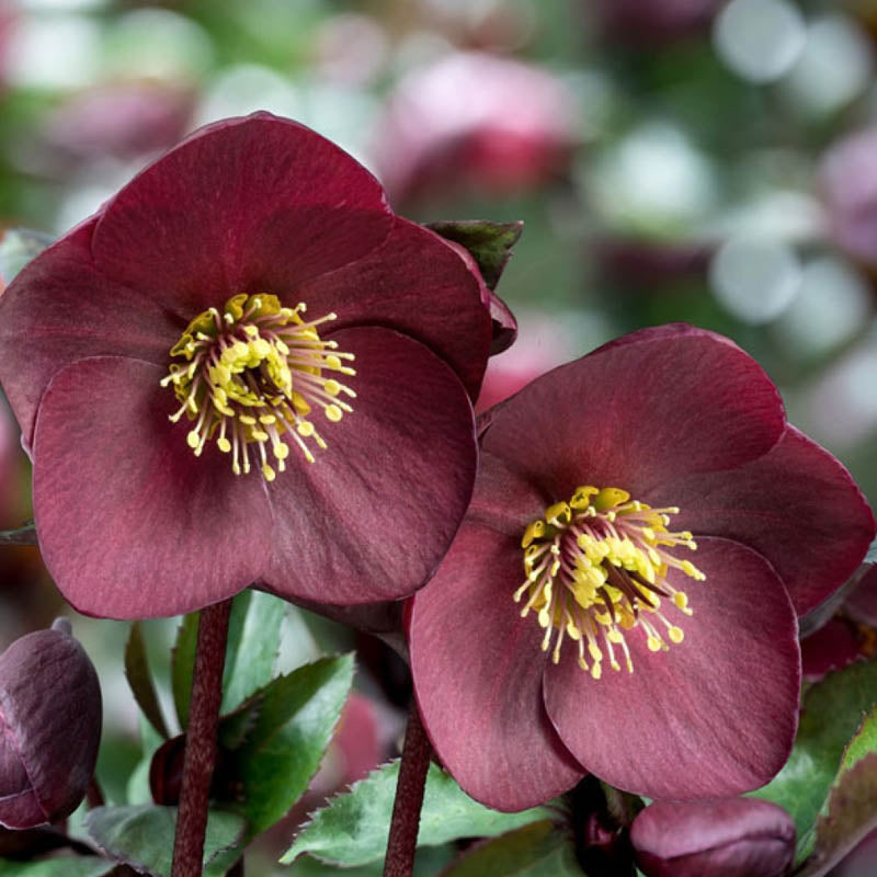 Hellebore 'Ice N' Roses Brunello' 1G